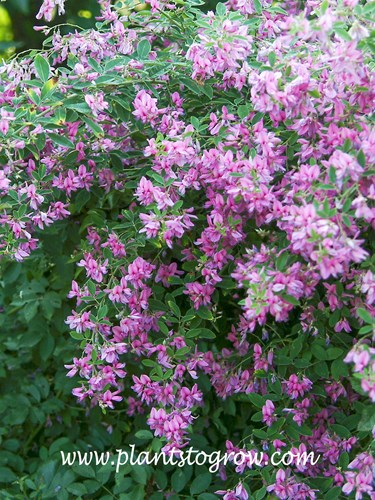 Pink Fountains Bush Clover (Lespedeza)